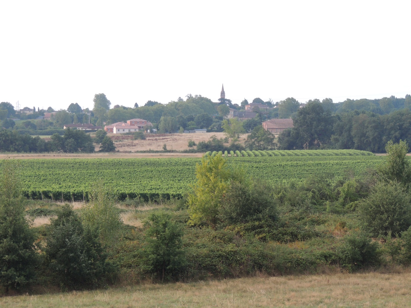 Le vignoble de Campsas